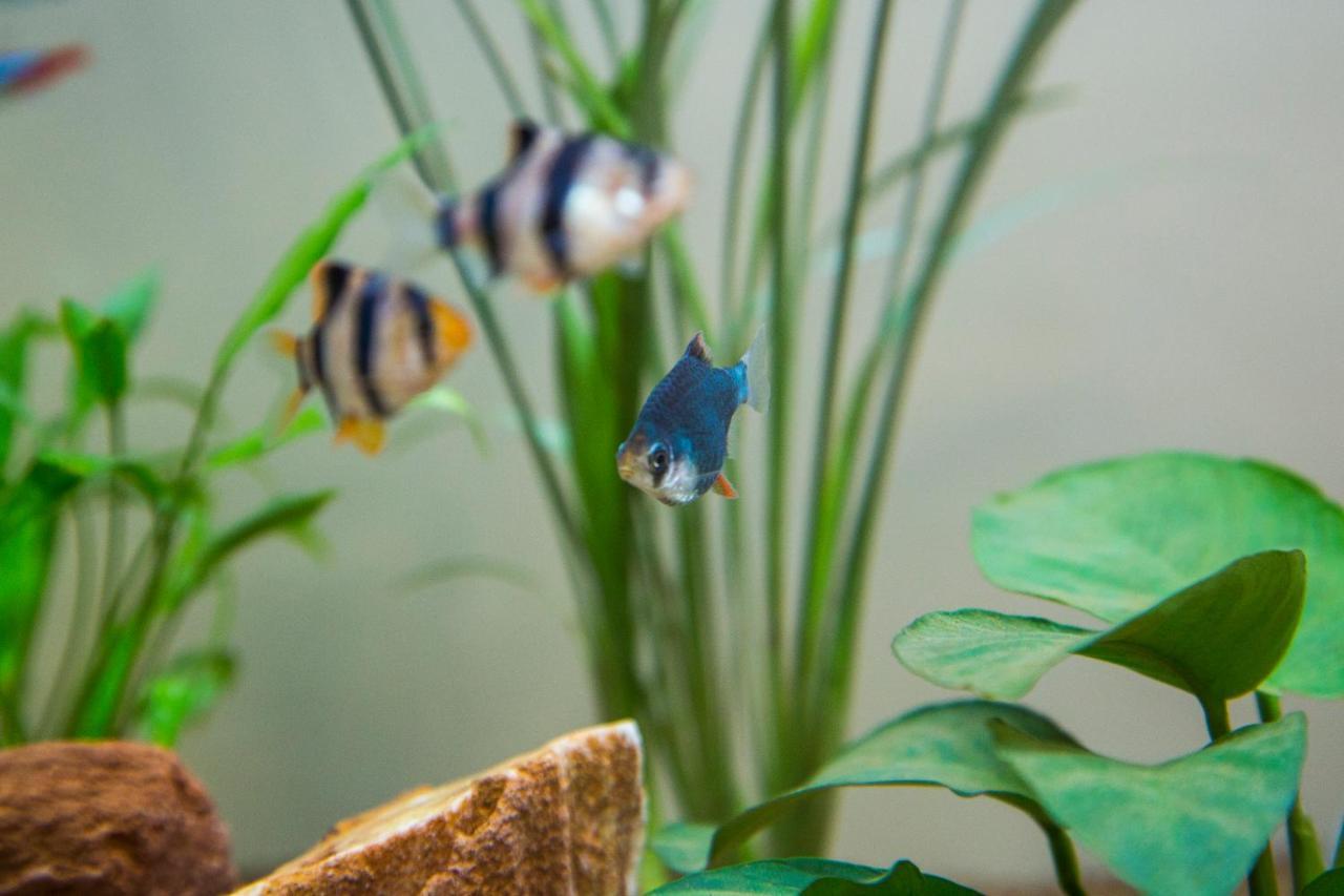 B&B Aquarium San Benedetto del Tronto Bagian luar foto